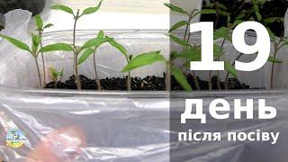 12 квітня. 19 день після посіву насіння томатів. Розсада томатів, перців і зелені.