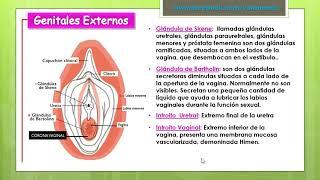 APARATO REPRODUCTOR FEMENINO- Cotamania