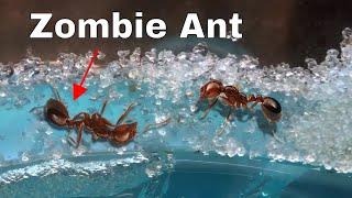 How I Made an Ant Think It Was Dead—The Zombie Ant Experiment