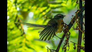 Fantail/ Pīwakawaka with call - Birds of Inland Kapiti, New Zealand