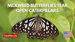 Milkweed butterflies tear open caterpillars and drink them alive