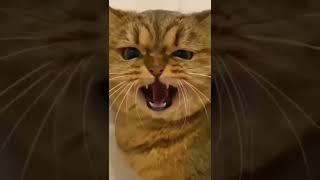 Cute Cat Playing #funnycats #cutecats #cutecat #animals #babycat