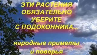 Эти растения обязательно уберите с подоконника... Народные приметы и поверья