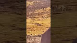 Tibetan mastiff chasing off a wild wolf #wildwolf