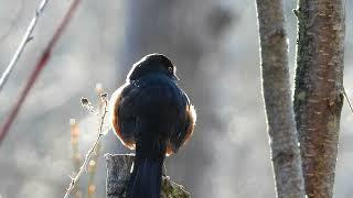 Writing his spring song in breaths of mist in the dawn air - spotted towhee - March 1 2025