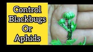 217:- How to get rid of blackbugs or aphids in English / Chrysanthemum