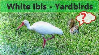 White Ibis - The New Yardbirds