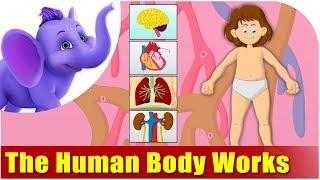 How the Human Body Works - Kids Animation Learn Series