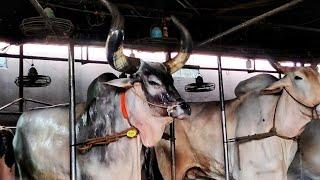 Kankraj Cow | Bath Time | Sadeeq Agro Cattle Farm 2023 | Biggest cow in Bangladesh 2023 |