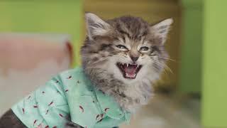 Кошачий переход – Наталия Лансере – детская песня про удивительного кота