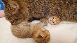 Lili's baby kitten is super cute even when he is under mother cat...