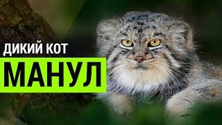 ▽ Коты, которых нельзя приручить. Манул - дикий охотник