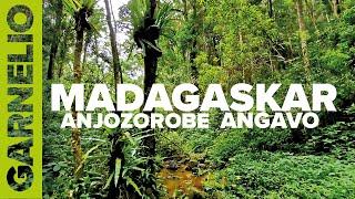 Madagaskar Doku  - Exklusive Aufnahmen - Anjozorobe Angavo Schutzgebiet - Entdeckung  neuer Arten.