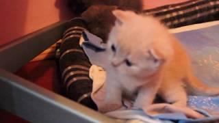 Шотландские котята из питомника  Bastet.in.ua Scottish fold kitten  Cattery