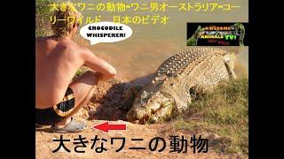 大きなワニの動物-ワニ男オーストラリア-コーリーワイルド  日本のビデオ - ワニの攻撃 - 旅行オーストラリア - Japanese - The Croc Dude on YouTube!