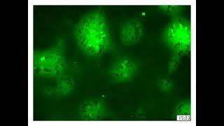 FAST Proteins: Development and Use of Reverse Genetics Systems for Reoviridae Viruses: Suppl Video 1