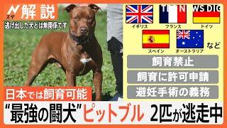 “最強の闘犬”ピットブル2匹が逃走　パンク町田さん「人間に対し従順だが、一度怒ると簡単には制御できない」【Nスタ解説】｜TBS NEWS DIG