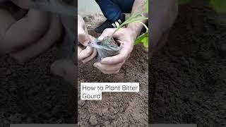 How to plant Bitter Gourd #shorts