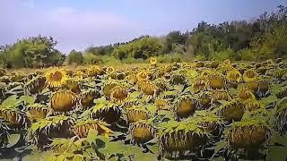 Цена летит в низ на подсолнух, пшеницу, ячмень, кукуруза держит стабильность