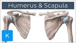 Humerus and Scapula: Anatomy, Definition, Ligaments & Bones | Kenhub