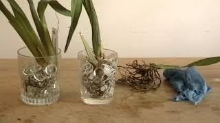 Oncidium Type Week 1: Transfer Orchids to Water Culture