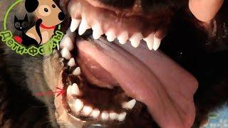 Зубы собаки. Сколько зубов у собаки? Молочные зубы у собак