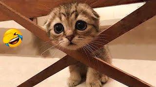 Try Not To Laugh Cats | Funniest Cat Videos In The World | Funny Animal Videos #117