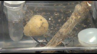 Black Widow Spider Babies Hatch and Overwhelm Mother Black Widow