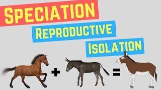 Speciation | Prezygotic vs Postzygoic Barriers | Forms of Reproductive Isolation