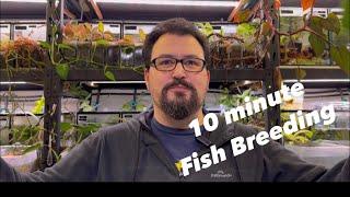 10 Minute Fish Breeding