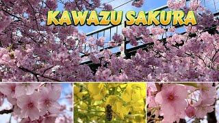 KAWAZU SAKURA IN MIURA / CHERRY BLOSSOMS IN KANAGAWA PREFECTURE / PINOY ENGINEER IN JAPAN