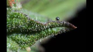 Mean Gene: The Trichome Tutorial / Ganjier