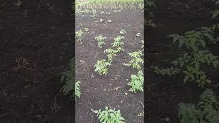 огород//помидоры//наконец пошли дожди//2 июня 2024 год