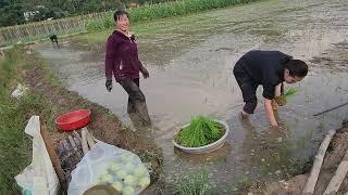 single mother planting rice and catching crabs