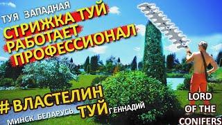 НАДО ЛИ СТРИЧЬ ТУИ ? ОТВЕТ ЗДЕСЬ. @LORD_OF_GARDEN_BELARUS .Туя Колумна, туя Брабант, . Стрижка туи Минск