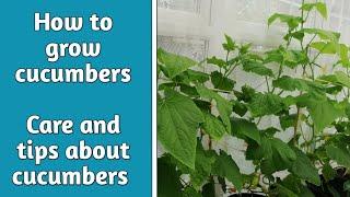 How to grow cucumbers | care and tips about growing cucumbers | Garden Ideas & DIY