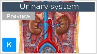 Urinary system: organs and functions (preview) - Human Anatomy | Kenhub