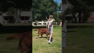 Silky dog #youtube #youtubeshorts #virals #shortsvideo #dogs #animals