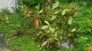 Raccoons a Magnolia Tree Limb Fell (from Before Hurricane "Debby")