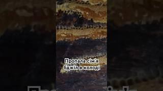 Підчищаю колоду після гибелі бджіл. #bee #apicultor #beehive #loghive #beekeeping #beekeeper