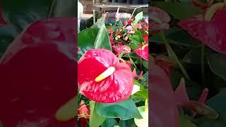 Anthurium PLANT #yooragardentips #plants #anthurium