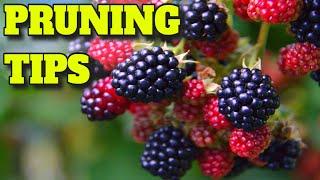 PRUNING BLACKBERRIES FOR BETTER HARVESTS - DEAD CANE REMOVAL