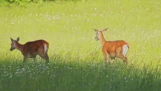 Deer graze on a meadow and the background sounds of nature