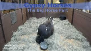 FGH Cam - Horse Fart Video Nr.2