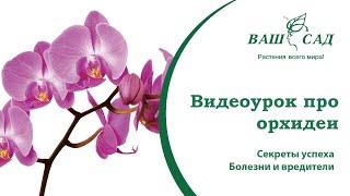 Видеоурок: Орхидея. Секреты успеха. Болезни и вредители. Ваш сад