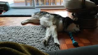 Alaskan Malamute reacts to Lockdown