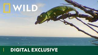 Cunning Chameleons | Europe's Great Wilderness | National Geographic Wild UK