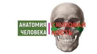 СКУЛОВАЯ КОСТЬ   Os zigomaticum