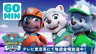 パウ・パトロール | ズーマ、エベレスト、ロッキーといっしょに野生の動物をレスキュー！ | 60分 | テレビ東京系にて放送中