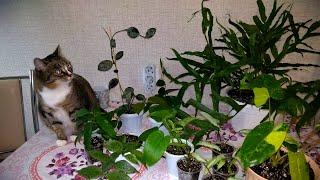 Мои комнатные растения  // Пересадка комнатных растений